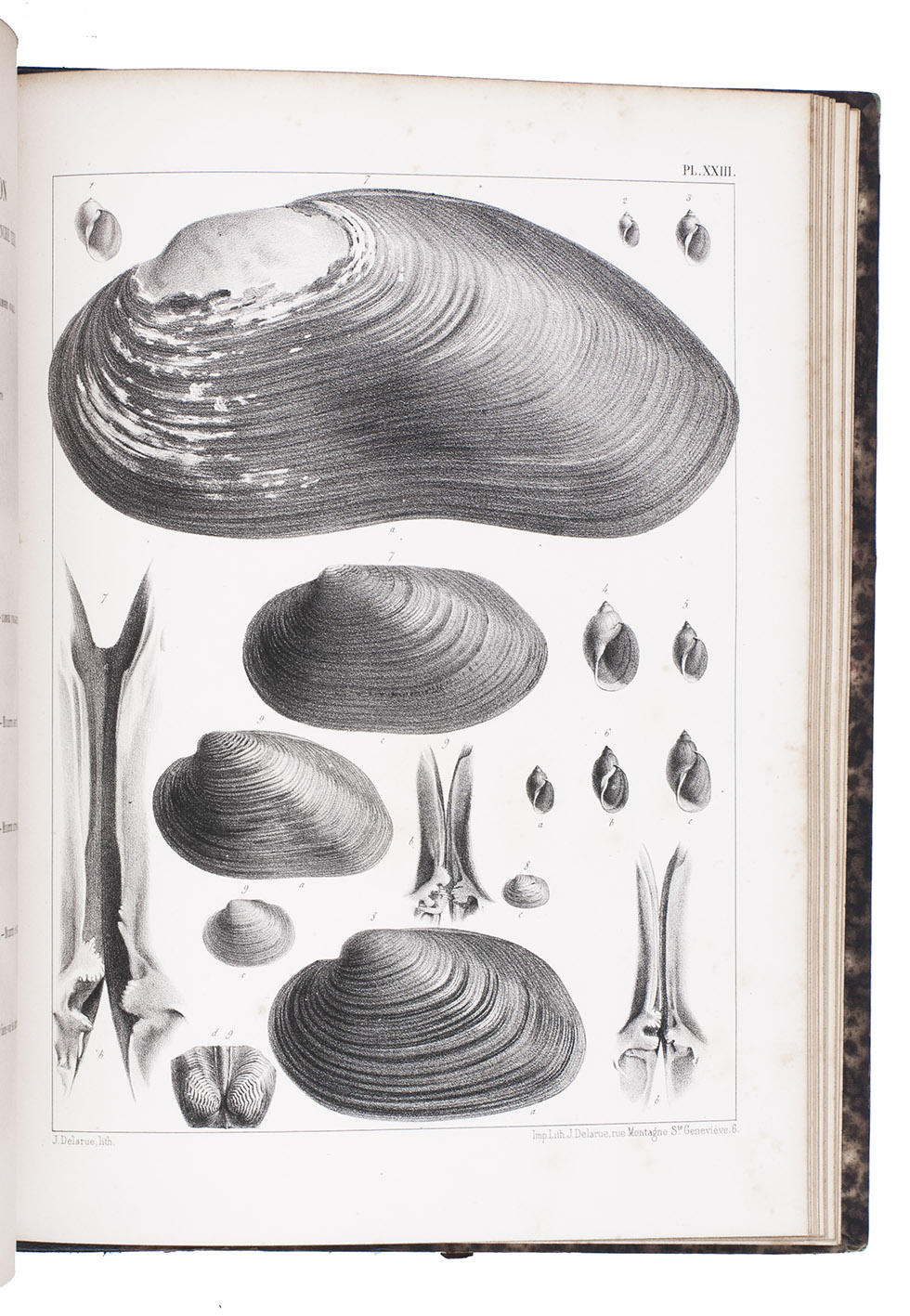 DUPUY, Dominique. - Histoire naturelle des mollusques terrestres et d'eau douce qui vivent en France.Paris, Masson, 1847-1852. 2 volumes (text and atlas). 4to. With a letterpress folding table and 31 lithographed plates. Contemporary green half sheepskin.