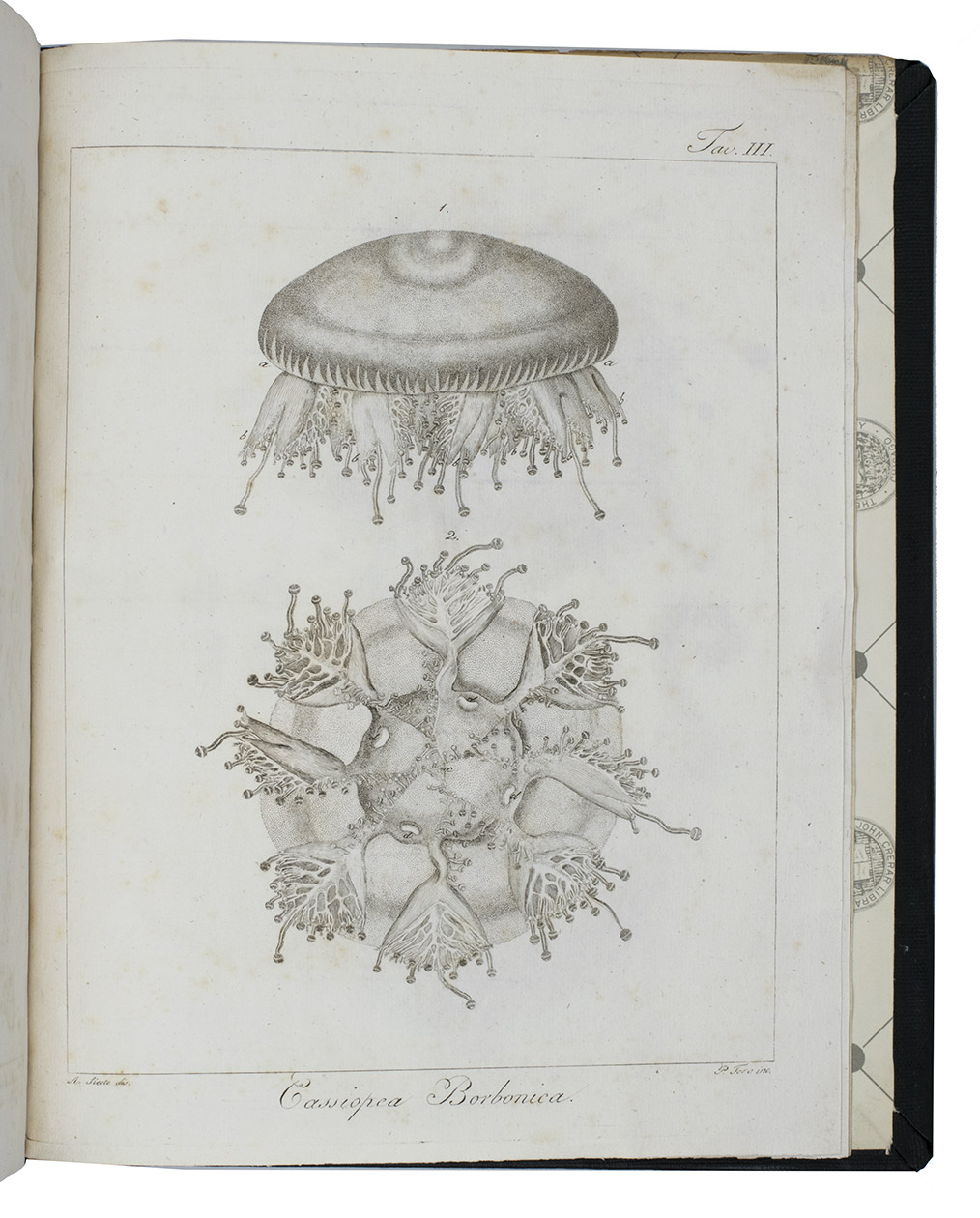 DELLE CHIAJE, Stefano. - Memorie sulla storia e notomia degli animali senza vertebre del Regno di Napoli. Fascicolo I.Naples, Fernandes brothers, 1823. Large 4to (26.5 x 20.5 cm). With 4 engraved plates. Modern black cloth, original publisher's printed wrappers bound in.