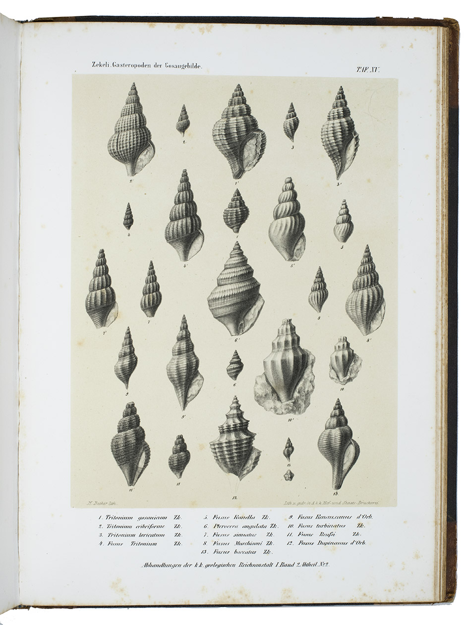 ZEKELI, Lukas Friedrich - Die Gastropoden der Gosaugebilde in den nordstlichen Alpen. [...] Aus den Abhandlungen der k.k. geologischen Reichsanstalt. 1. Band. 2. Abtheilung, Nr. 2. Mit 24 lithographirten Tafeln.Wien, K. K. Hof- und Staatsdruckerei bei Wilhelm Braumller, 1852. Folio. With engraved coat-of-arms of the Austrian Empire flanked by two eagles on the title-page and 24 numbered full-page plates of (snail-) shells with more than 400 figures, lithographed by J. Strohmaijer, Zehner, Heinrich Backer and A. Paschinger. Contemporary half calf.