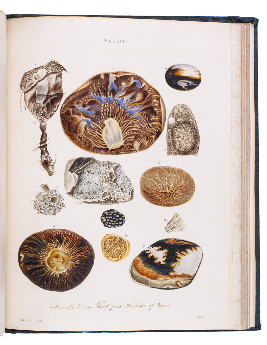 DIXON, Frederick. - The geology and fossils of the tertiary and cretaceous formations of Sussex.London, Richard and John Edward Taylor, 1850. Large 4to (32 x 24.5 cm). With a hand-coloured lithographed frontispiece and 44 lithographed and engraved plates (including 2 coloured by hand and 2 double-page). Contemporary green cloth, new endpapers.