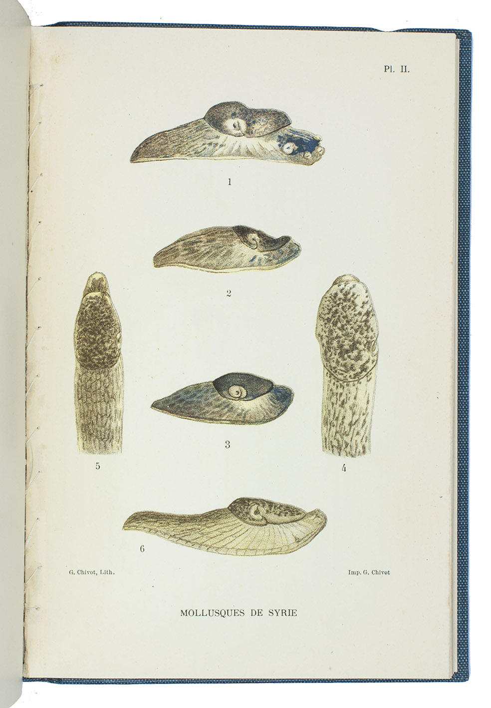 GERMAIN, Louis. - Mollusques terrestres et fluviatiles de Syrie.Paris, Baillire and son (colophon: Rouen, Lecerf), 1921-1922. 2 volumes. 8vo. With 118 figures on 23 plates and some smaller illustrations in text. Later blue cloth.