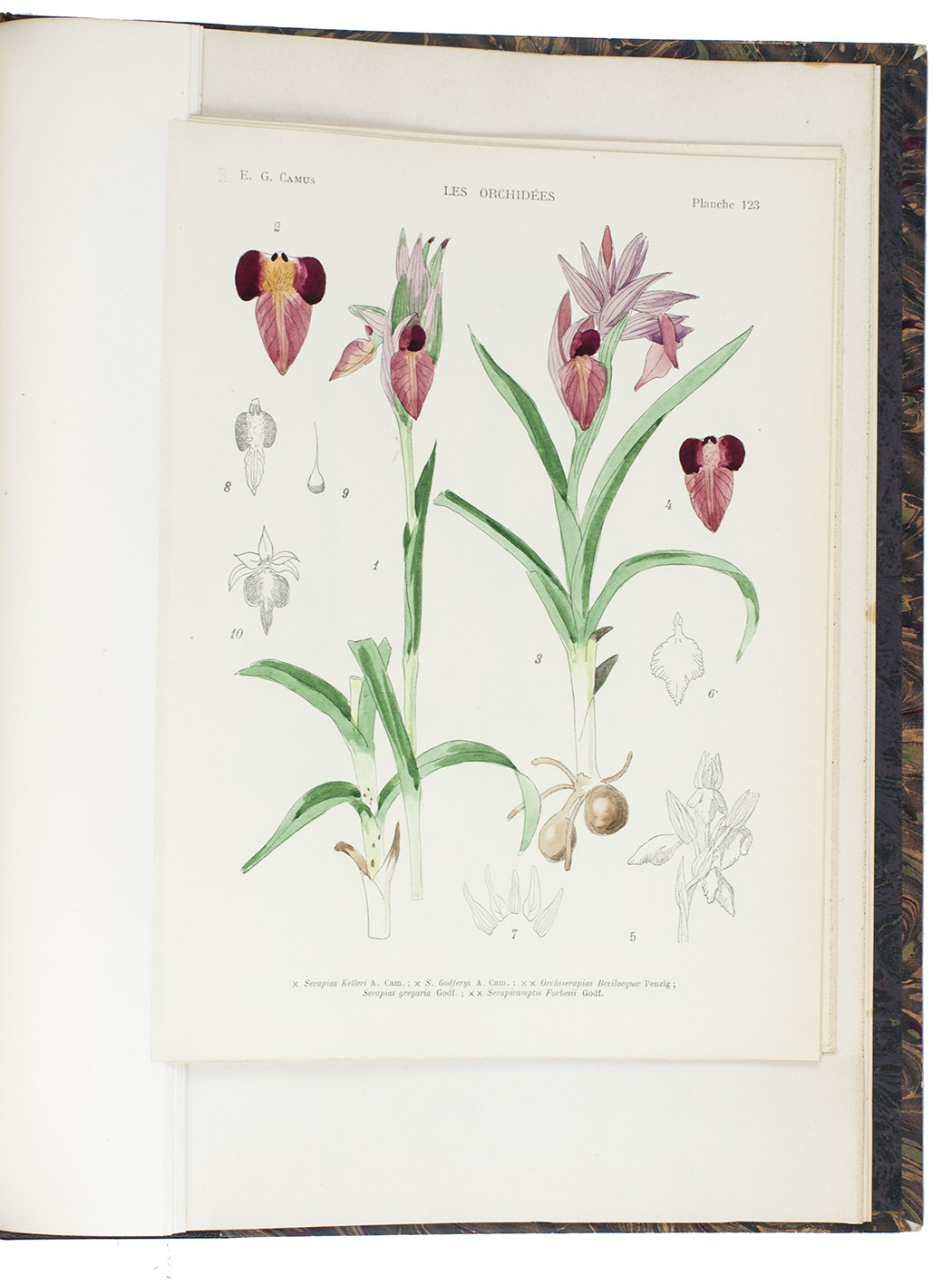 CAMUS, Edmond Gustave and Aime Antoinette CAMUS. - Iconographie des orchides d'Europe et du Bassin Mditerranen.Paris, Paul Lechevalier (colophon: printed by Jouve et Cie (part 1), Winter, Heidelberg (part 2)), 1821-1929. 2 text parts (4to, bound in one volume) and an atlas (folio). With a photographical frontispiece portrait in the text volume and 133 lithographed plates, including 120 coloured by hand. Contemporary brown half morocco.