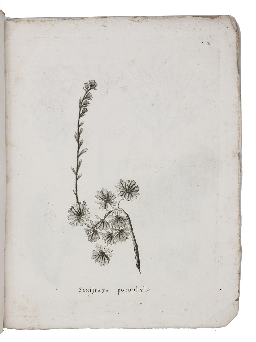 BERTOLONI, Antonio. - Amoenitates Italicae sistentes opuscula ad rem herbariam et zoologiam Italiae spectantia.Bologna, Annesio Nobili, 1819. 4to. With 6 engraved plates. Contemporary blue paper wrappers.