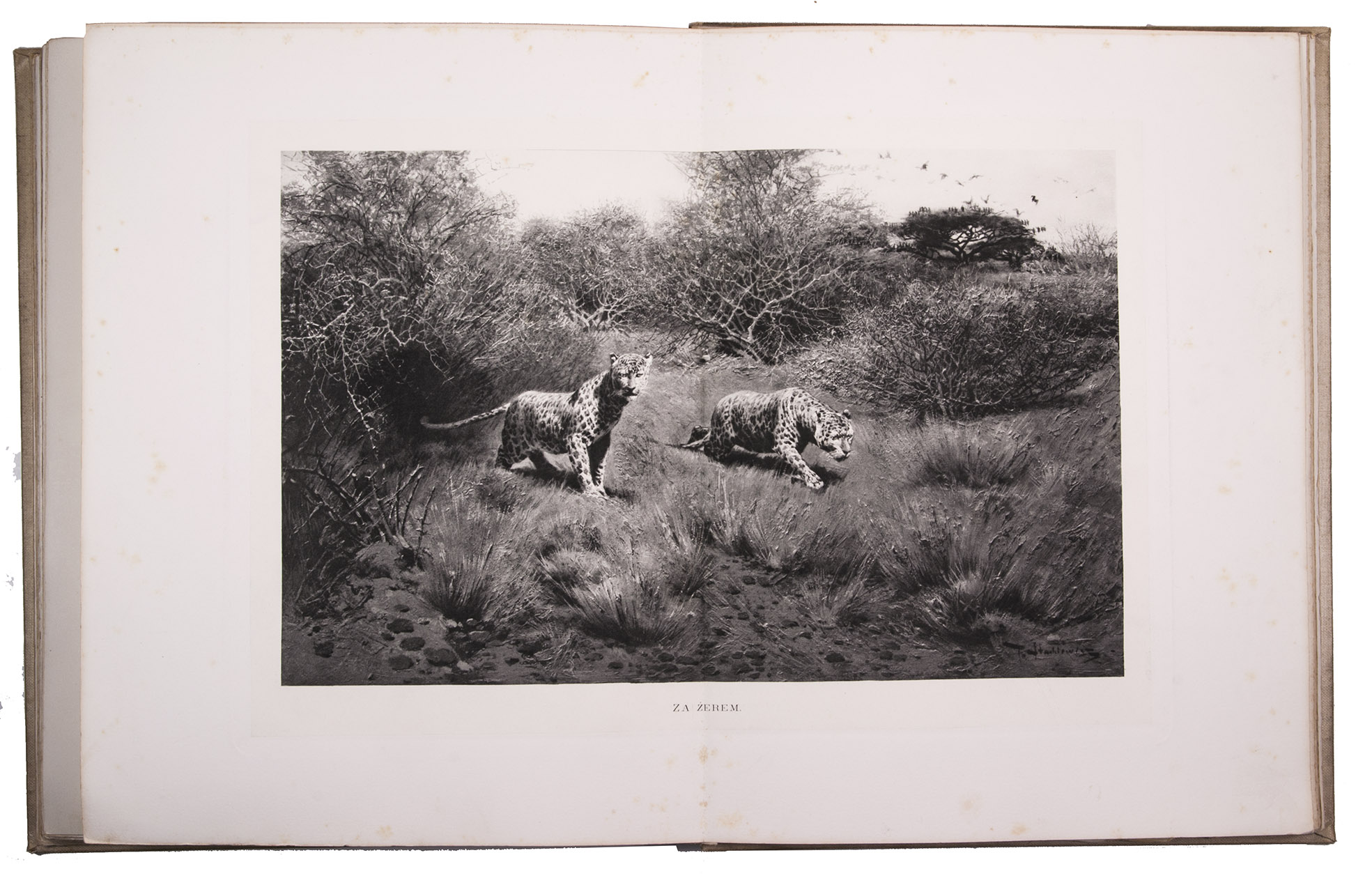 POTOCKI, Jzef and Piotr STACHIEWICZ. - Notatki mysliwskie Z Afryki: Somali.Warsaw, Gebethner & Wolff, 1897. Large 4to (40 x 31 cm). With a colour-printed frontispiece, 18 photogravure plates (5 double-page), 5 numbered full-page tinted plates, and ca. 60 illustrations in text (mostly tinted). Publisher's original pictorial beige cloth, with a lion's head on the front board and zebra-patterned endpapers.