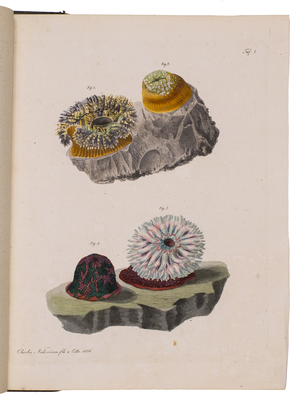 RAPP, Wilhelm. - Ueber die Polypen im Allgemeinen und die Actinien insbesondere. Weimar, Landes-Industrie-Comptoirs, 1829. 4to. With 3 engraved plates, printed in colour and finished by hand, by Charles Node, dated 1826. Contemporary purple/brown boards.