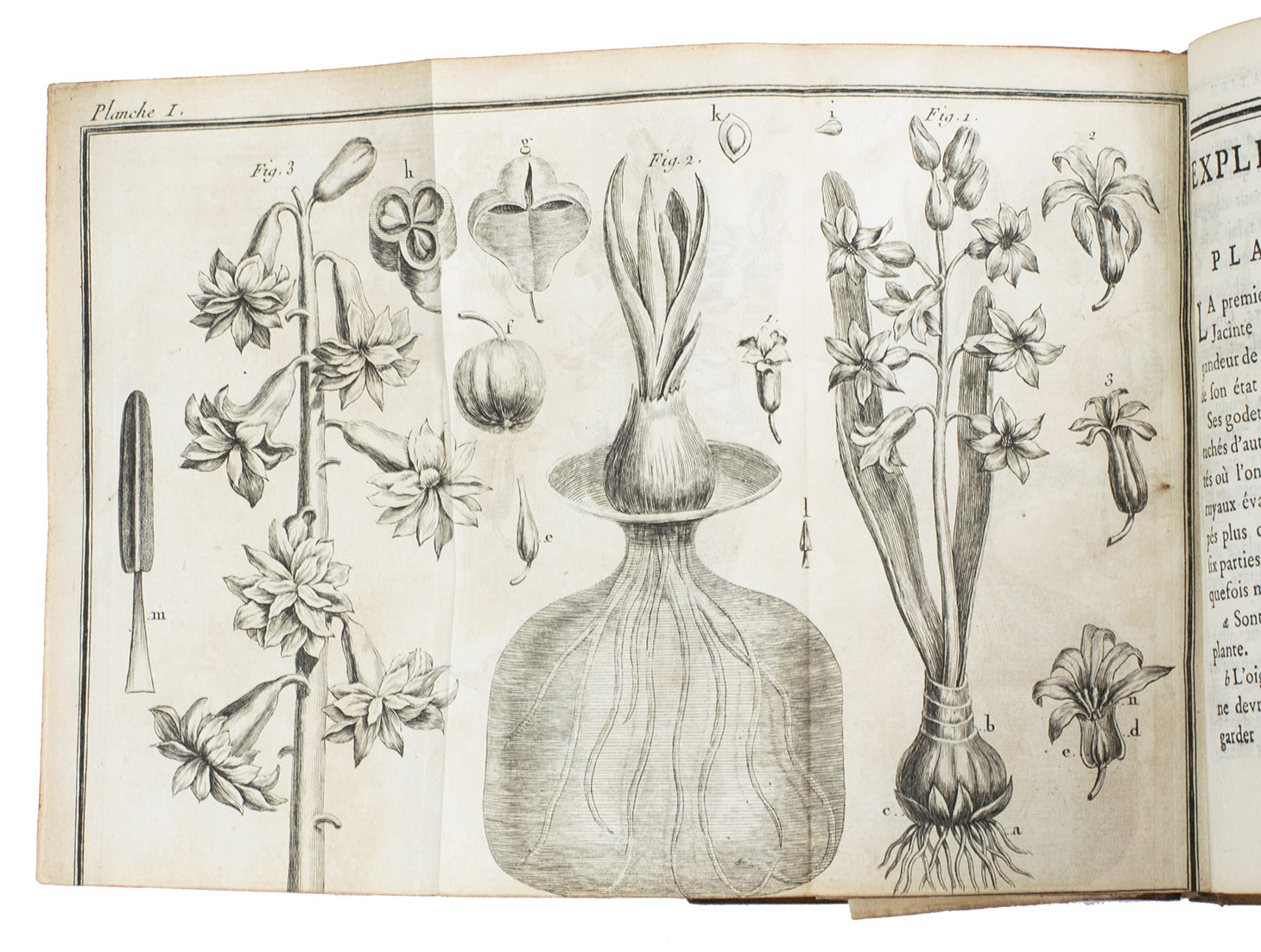 ARDNE, Jean Paul de Rome d'. - Trait des tulipes, qui non-seulement runit tout ce qu'on avoit prcdemment crit de raisonnable, mais est augment de quantit de remarques nouvelles sur l'ducation de cette belle fleur.With: (2) ARDNE, Jean Paul de Rome d'. Trait sur la connoissance et la culture des jacintes, ...  Avignon, Louis Chambeau, 1765. 2 works in 1 volume. 12mo. Each work with 2 folding engraved plates. Contemporary mottled sheepskin, sewn on 5 supports, richly gold-tooled spine with title, red edges.
