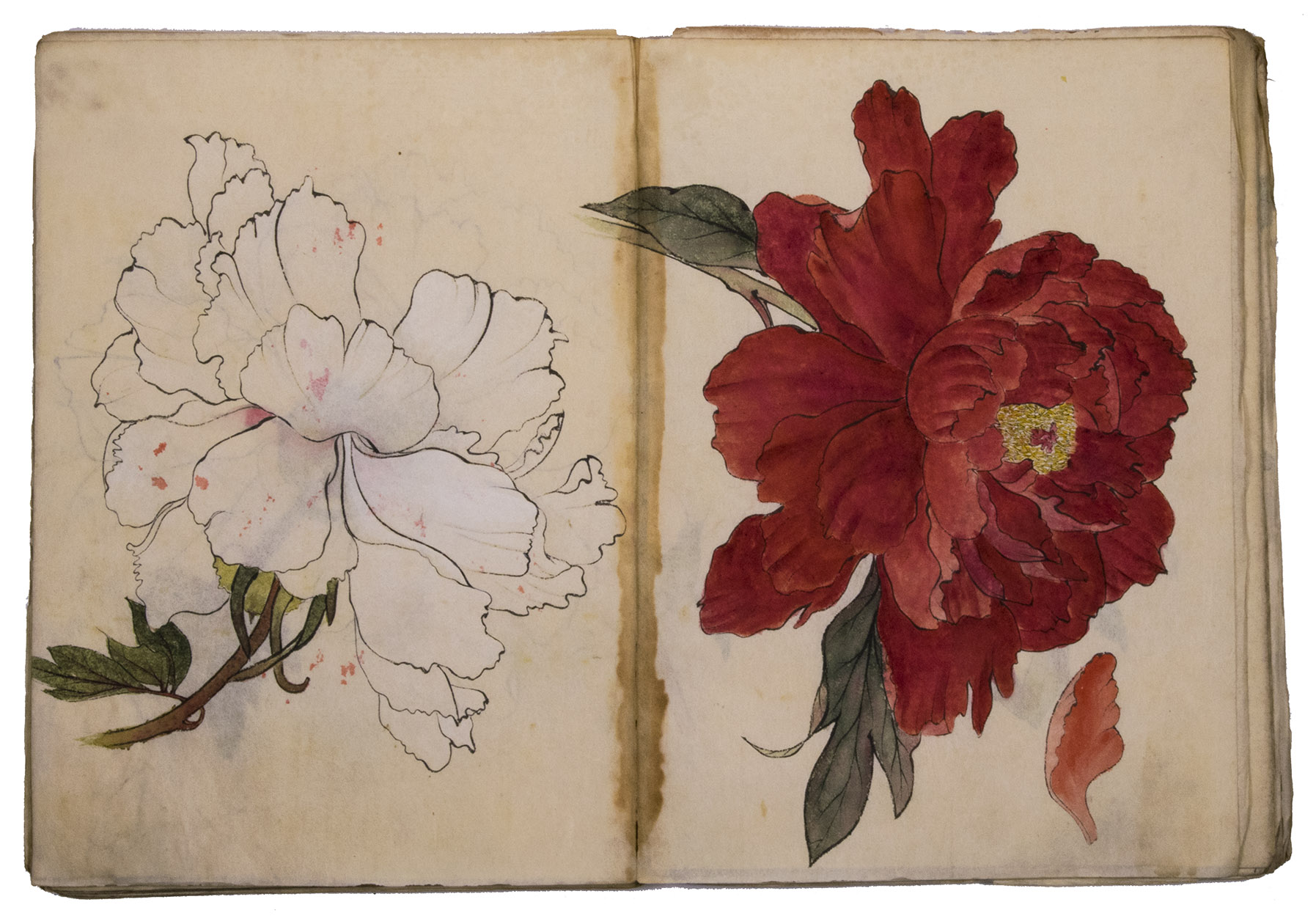 KEIEN. - Kengyu-ka shasei [= Morning glory sketches].Japan, Meiji 31?, 34-36 [=1898?, 1901-1903]. Very large 8vo? (28 x 20.5 cm). With 85 double-page (mostly botanical) drawings in black ink on Japanese paper, each showing 1, 2 or 3 figures, sometimes with additional detail drawings, nearly all coloured in watercolour and/or gouache and most with captions identifying the subject and/or giving the date. Front wrapper with the title in Japanese in black ink.