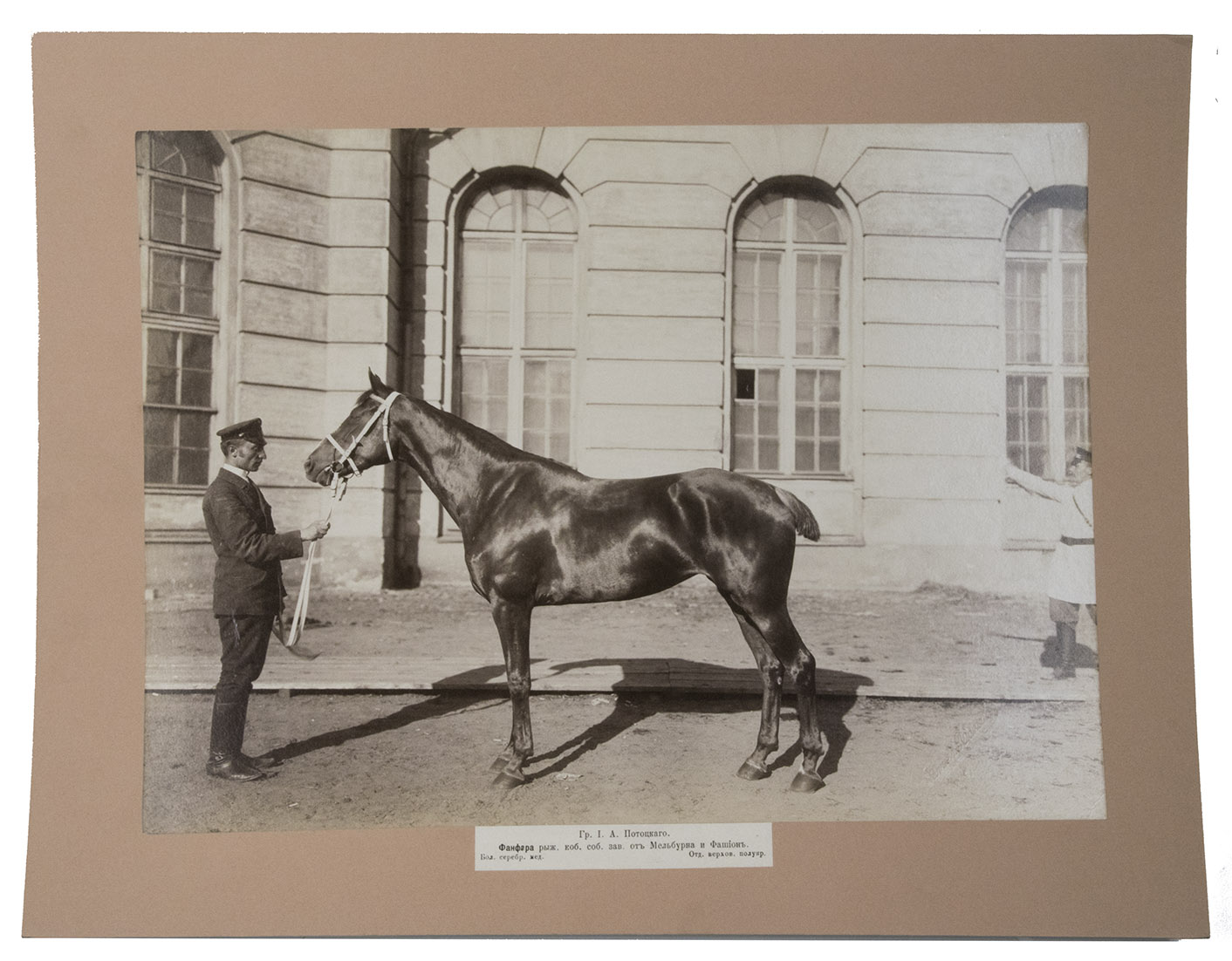 [RACE HORSES - RUSSIA]. - [12 photographs of race horses].[Russia, ca. 1900]. Each photo ca. 27 x 37 cm. Pasted on cardboard.