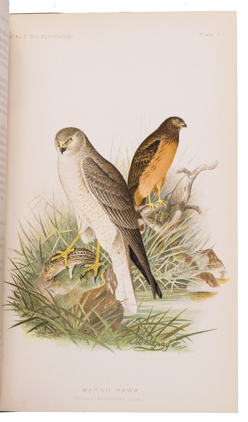 FISHER, A.K. and C. HART MERRIAM (dir.) - The hawks and owls of the United States in their relation to agriculture.Washington, Government Printing Office, 1893. 8vo. Illustrated with 26 colour plates. Brown cloth with gilt lettering on spine.