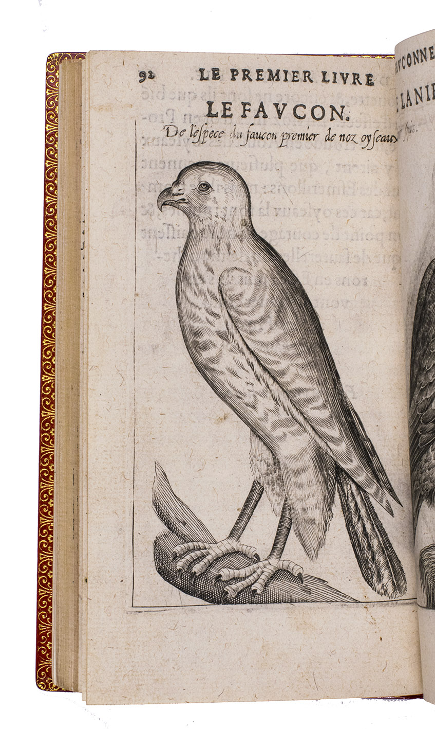 ARCUSSIA, Charles d'. - La fauconnerie ... Divisee en trois livres. Avec une briefve instruction pour traitter les autours, sur la fin de l'oeuvre, ...Paris, Jean Houz, 1599. 8vo. With Houz's woodcut device, 6 full-page engravings of birds of prey (12.5 x 8.5 cm) plus 3 (of 5) repeats and all on integral leaves. Red goatskin morocco, signed in the foot of the front turn-in by M[arcel] GODILLOT (active as bookbinder 1938-1975), with wide gold-tooled turn-ins and gold fillets on board edge.