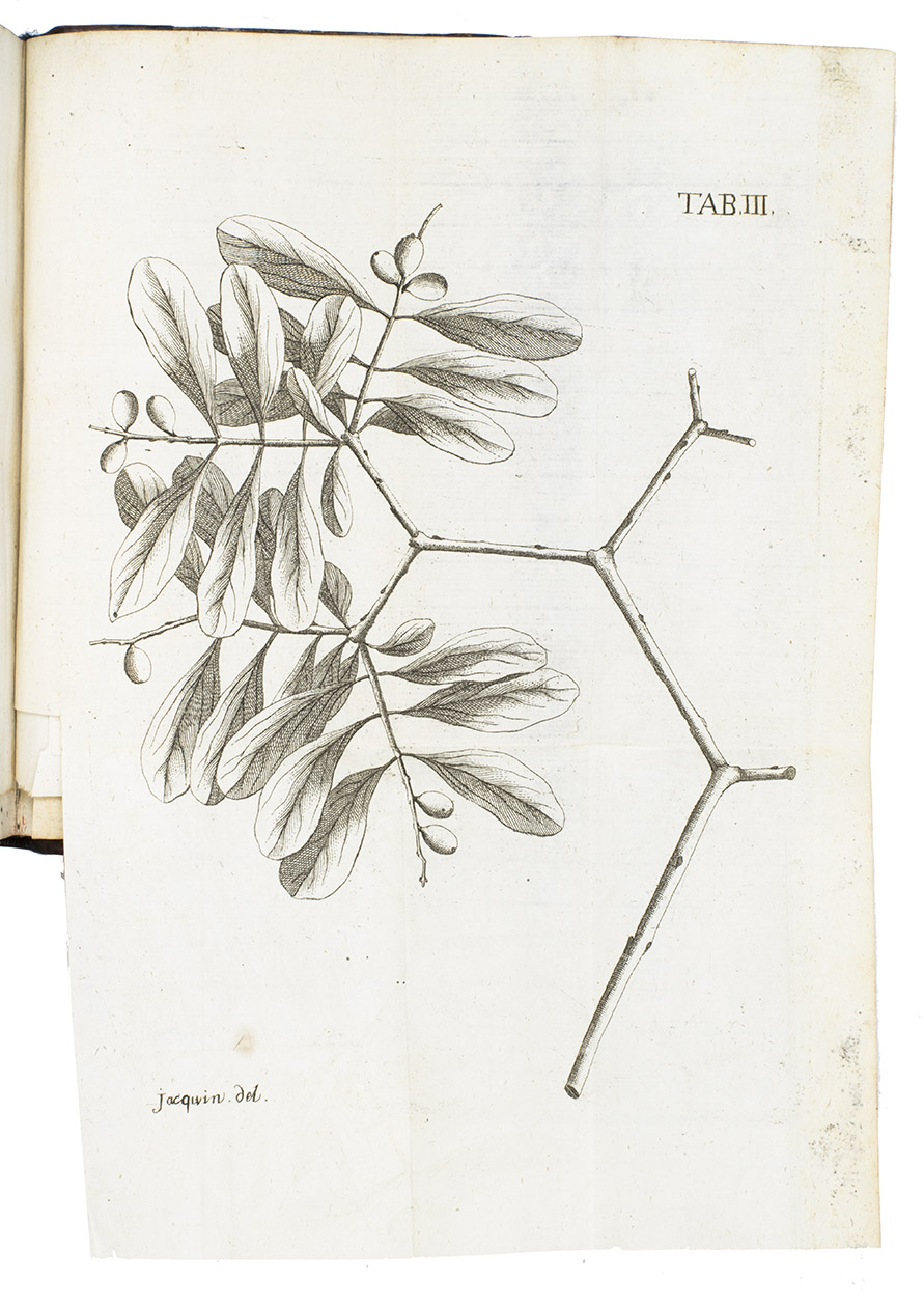 JACQUIN, Nikolaus Joseph von. - Enumeratio stirpium plerarumque, quae sponte crescunt in agro Vindobonensi, montibusque confinibus.Vienna, Johann Paul Krauss, 1762. 8vo. With a woodcut printer's device and 9 folding etched plates depicting plants (branches and leaves of trees and other plants). Contemporary half calf with marbled sides and new backstrip.