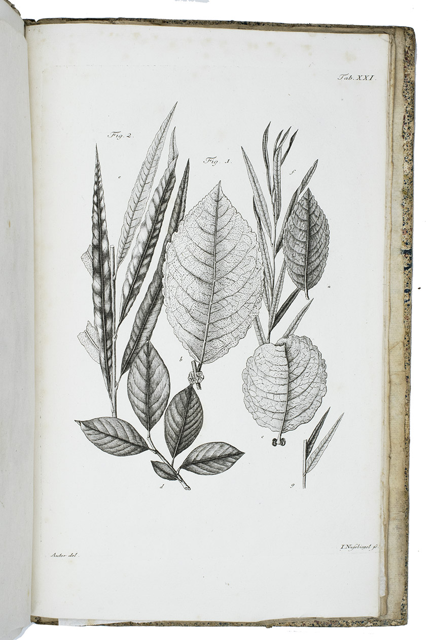 HOFFMANN, Georg Franz. - Historia salicum iconibus illustrata.Leipzig, Siegfried Leberecht Crusius, vol. 1: 1785-1787, vol. 2: 1791. 2 volumes. Folio. With 24 engraved plates in vol. 1 (numbered 1-24) and 6 engraved plates in vol. 2 (numbered 25-29, 31: all published), all signed by I. Nuszbiegel after originals by the author, except plate 31, which is signed by Johann Stephan Capieux.Blue sprinkled paper over boards (vol. 1) and limp grey paper wrappers, stab-sewn through the wrappers (vol. 2). Preserved in a professionaly handmade box, made for this book.