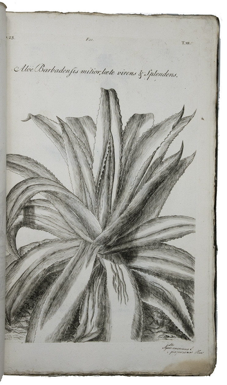 DILLENIUS (DILLEN), Johann Jakob. - Horti Elthamensis plantarum rariorum icones et nomina.Leiden, Cornelis Haak, 1774. 2 volumes bound as 1. Folio. With 325 engraved plates, numbered 1-147, [1], 148-324. 4 plates misbound: 6/7 and 273/274. Contemporary boards. Preserved in a professionaly handmade box, made for this book.