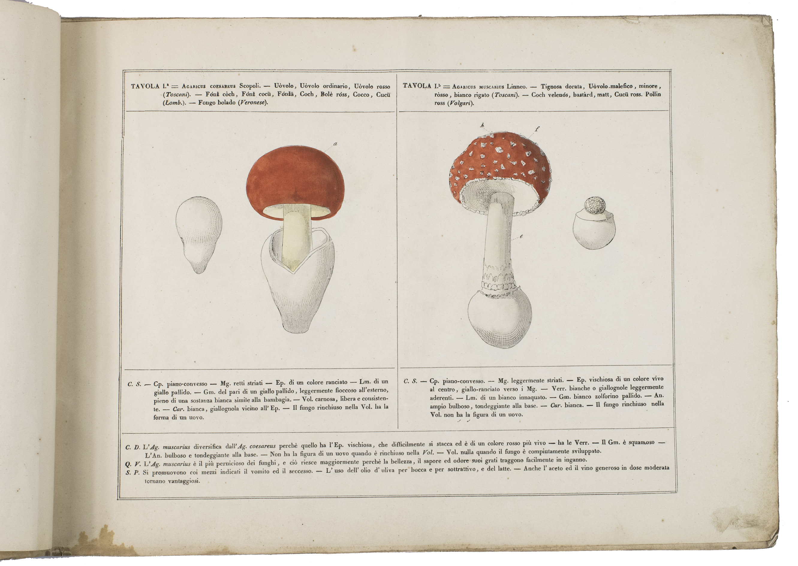 TONINI, Ferdinand. - Prospetto cromo-litografco confrontativo tolto dal vero dei funghi mangerecci coi funghi velenosi o sospetti i pi comuni ... Como, printed by the sons of Carlantonio Ostinelli (lithographed by Vasalli, Milano), 1845. Oblong 4to (25.5 x 35.5 cm). With lithographed and letterpress title-page, and 15 partly hand-coloured lithographs on 8 leaves with descriptive letterpress text. Original printed wrappers, with a wide variety of decorative types and borders.