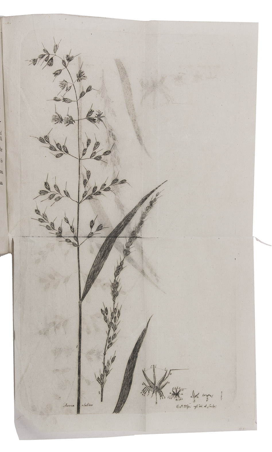 BRUZELIUS, Carl and Engelbert JRLIN. - Avena elatior, knyl-hafre eller fromental.Lund, C.G. Berling, 1781. 4to. With a folding engraved plate. Disbound.